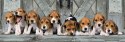1000 elementów Panorama High Quality Beagles